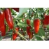 Chili JALAPENO M