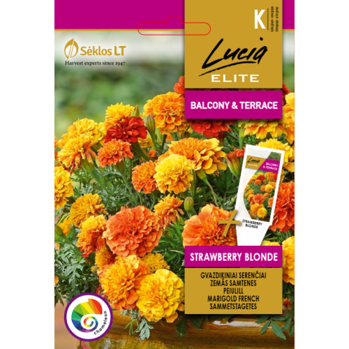 Fløyelsblomst STRAWBERRY BLONDE