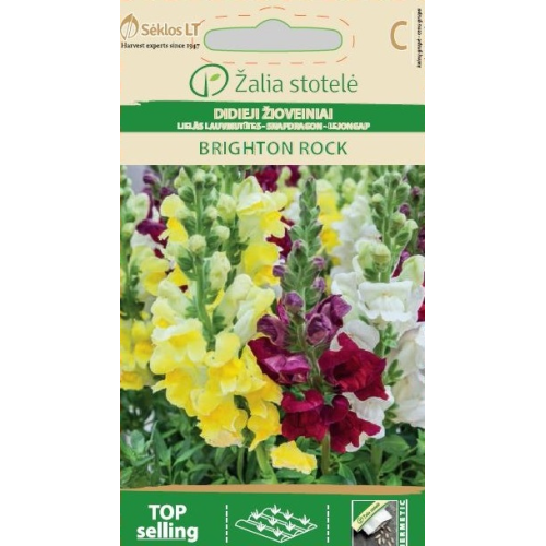 Prydløvemunn BRIGHTON ROCK