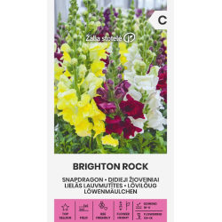 Prydløvemunn BRIGHTON ROCK