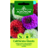 Sinnia СALIFORNIA GIANTS