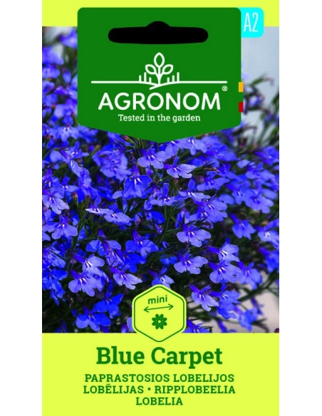 Kantlobelia BLUE CARPET