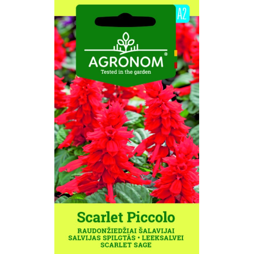 Rødsalvie SCARLET PICCOLO