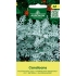 Svineblom CANDICANS