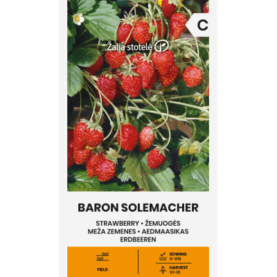 Markjordbær BARON SOLEMACHER