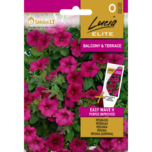 Petunia EASY WAVE H PLUM VEIN IMPROVED