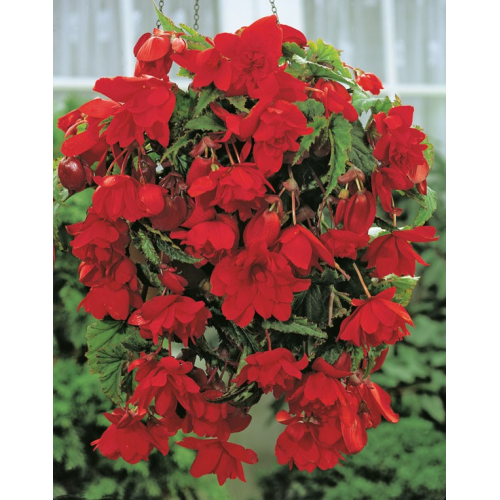 Begonia CASC RED