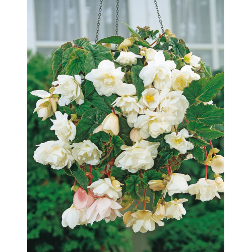 Begonia CASC WHITE