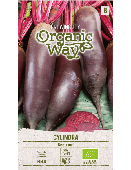 Rødbete frø CYLINDRA ORGANIC