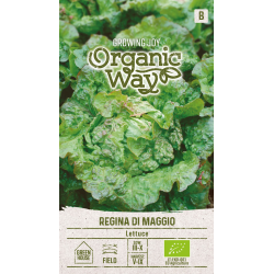 Salatfrø REGINA DI MAGGIO Organic