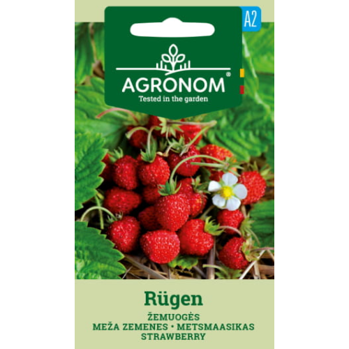 Markjordbær RUGEN