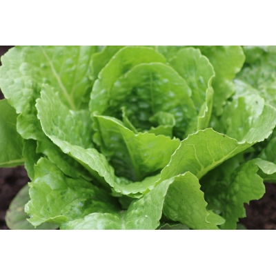 Salatfrø PARRIS ISLAND COS ORGANIC