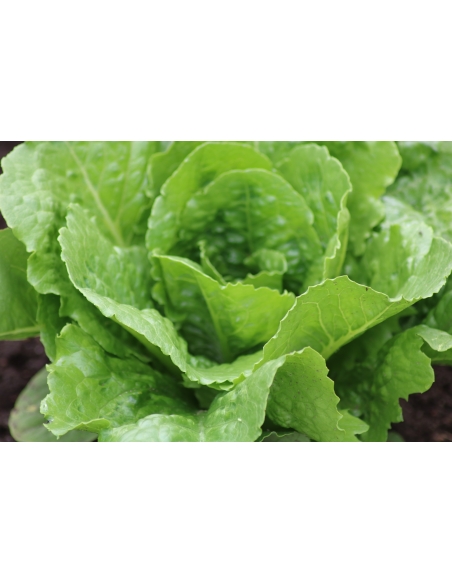 Salatfrø PARRIS ISLAND COS ORGANIC