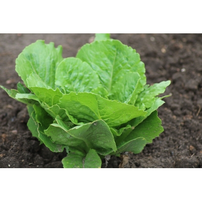 Salatfrø PARRIS ISLAND COS ORGANIC