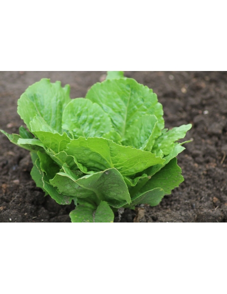 Salatfrø PARRIS ISLAND COS ORGANIC