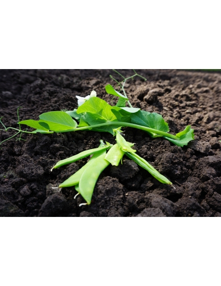 Sukkerert NORLI ORGANIC