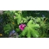 Blomsterblanding BUTTERFLY