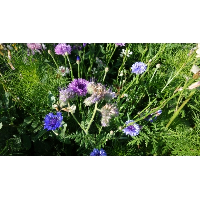 Blomsterblanding BUTTERFLY