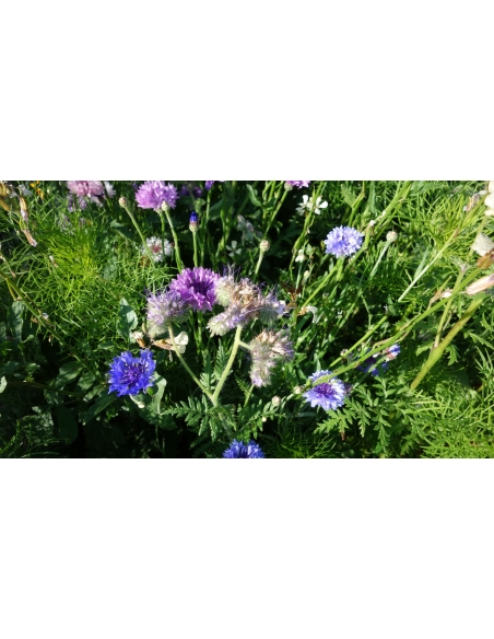 Blomsterblanding BUTTERFLY