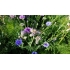 Blomsterblanding BUTTERFLY