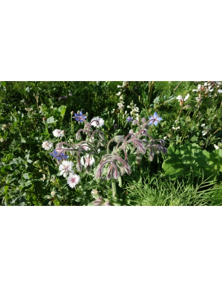 Blomsterblanding BUTTERFLY