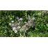 Blomsterblanding BUTTERFLY