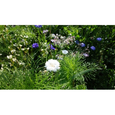 Blomsterblanding BUTTERFLY