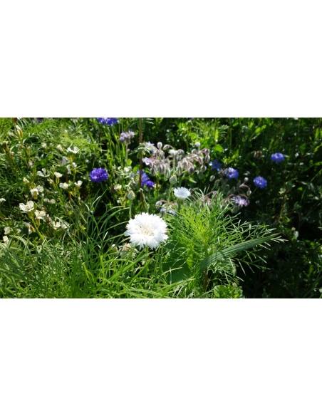 Blomsterblanding BUTTERFLY