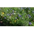 Blomsterblanding BUTTERFLY