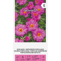 Prydportulakk Portulaca Grandiflora