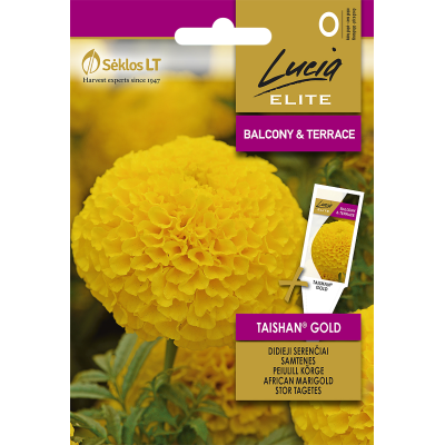 Stor fløyelsblomst TAISHAN® GOLD