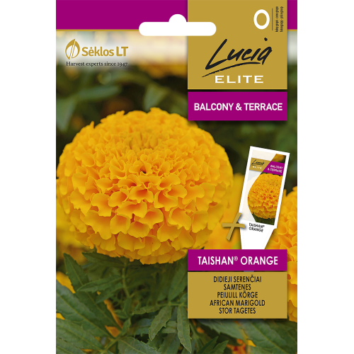 Stor fløyelsblomst TAISHAN® ORANGE
