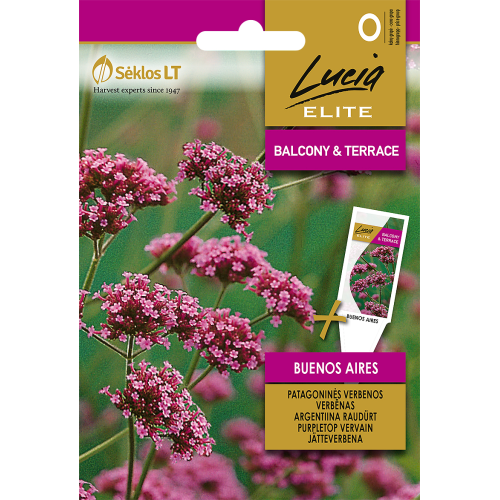 Kjempeverbena BUENOS AIRES