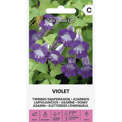 Klatreløvemunn SNAPDRAGON VIOLET