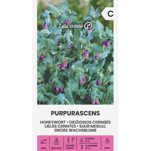 Stor Voksurt PURPURASCENS