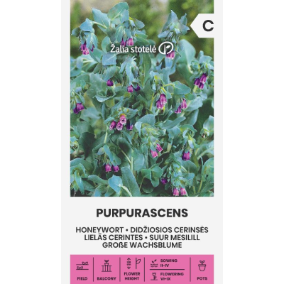 Stor Voksurt PURPURASCENS