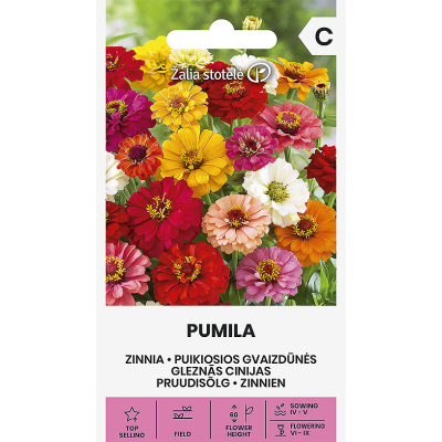 Sinnia PUMILA