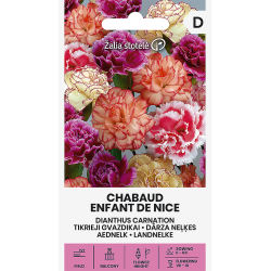 Busknellik CHABAUD ENFANT DE NICE