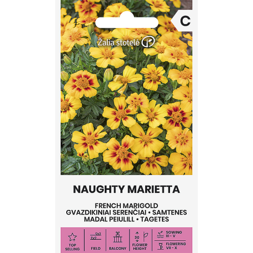 Fløyelsblomst NAUGHTY MARIETTA