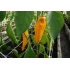 Paprika SWEET ASTOR