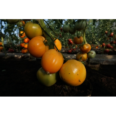 Tomat OXHEART ORANGE 25stk frø