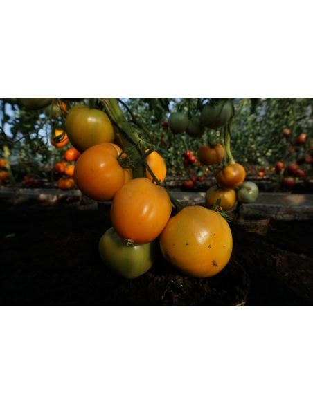 Tomat OXHEART ORANGE 25stk frø