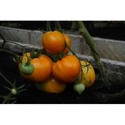 Tomat OXHEART ORANGE 25stk frø