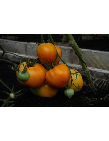 Tomat OXHEART ORANGE 25stk frø
