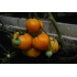 Tomat OXHEART ORANGE 25stk frø