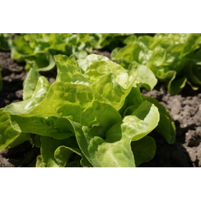 Isbergsalat APPIA
