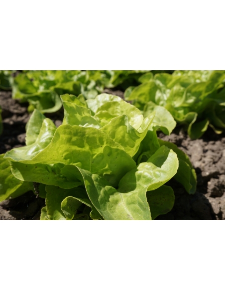 Isbergsalat APPIA