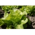 Isbergsalat APPIA
