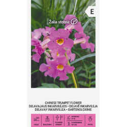 Rosebasunblomst Incarvillea