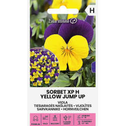 Stemorsblomster SORBET XP H YELLOW JUMP UP